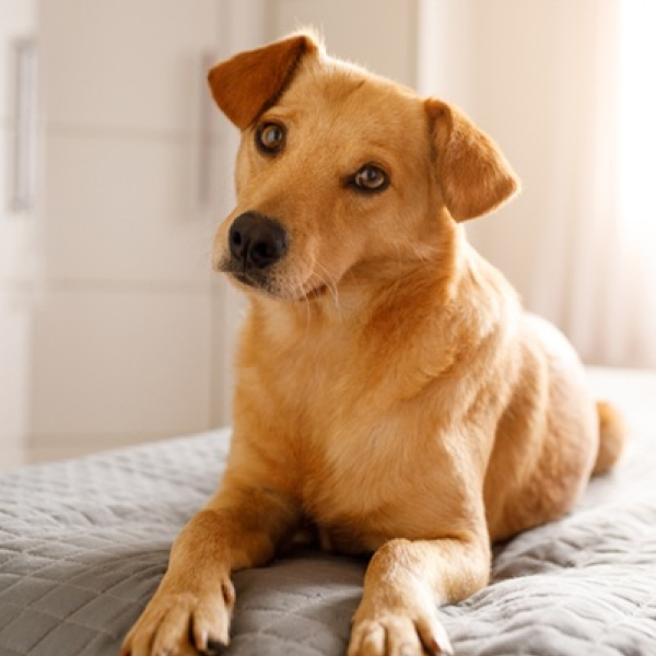 Cachorro para adoção